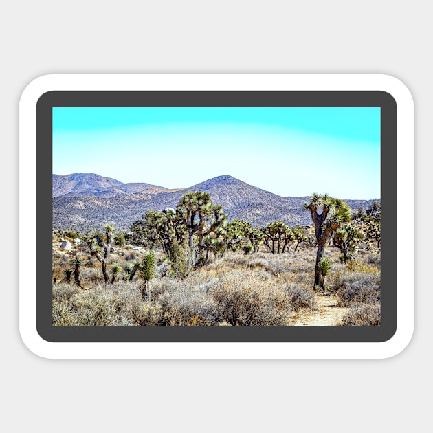 Joshua Tree National Park, California Sticker by Gestalt Imagery